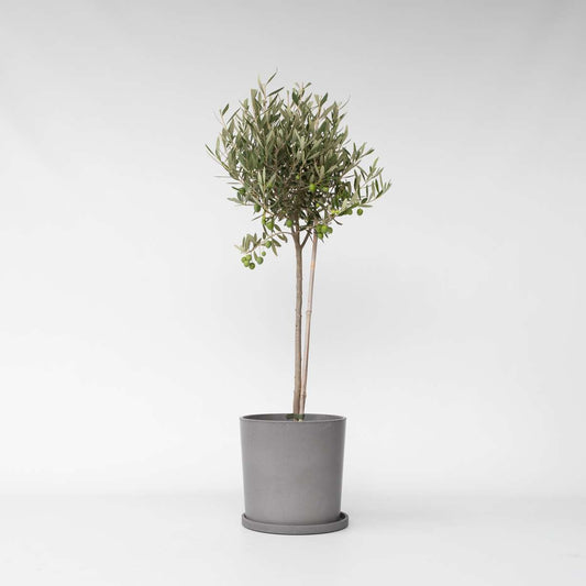 Olive Trees Olivträd - Olea Europaea - Höjd 80-90Cm - ⌀19Cm