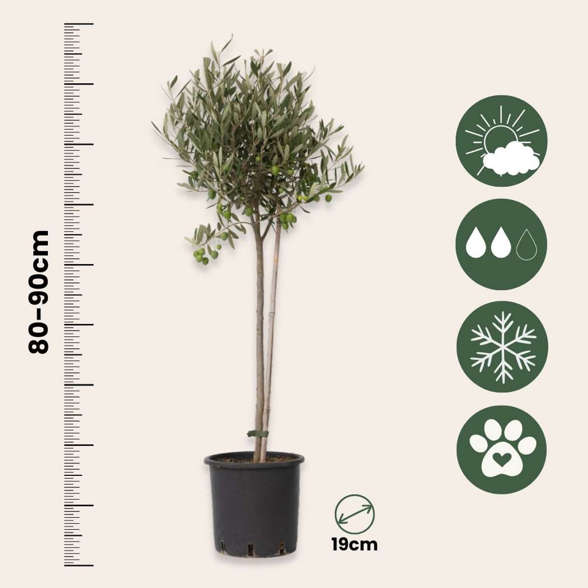 Olive Trees Olivträd - Olea Europaea - Höjd 80-90Cm - ⌀19Cm