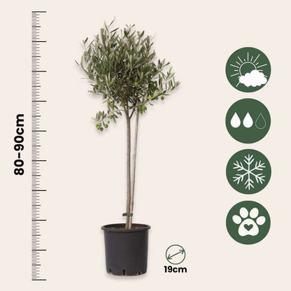 Olive Trees Olivträd - Olea Europaea - Höjd 80-90Cm - ⌀19Cm