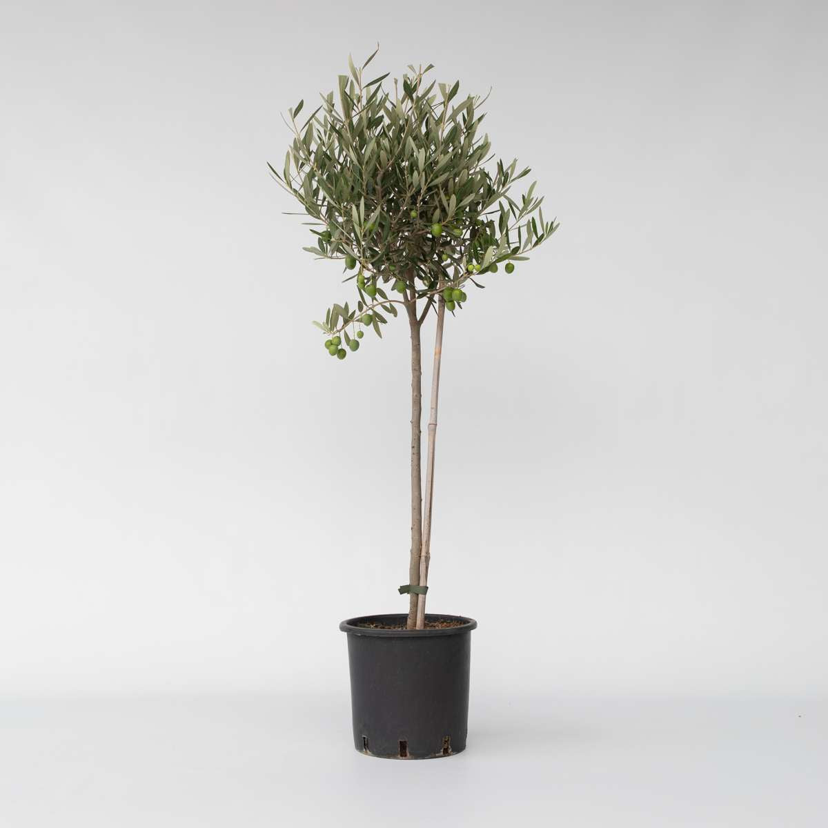 Olive Trees Olivträd - Olea Europaea - Höjd 80-90Cm - ⌀19Cm