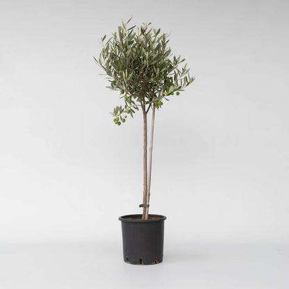 Olive Trees Olivträd - Olea Europaea - Höjd 80-90Cm - ⌀19Cm