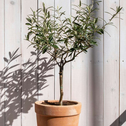 Olive Trees Olivträd - Olea Europaea - Höjd 80-90Cm - ⌀19Cm