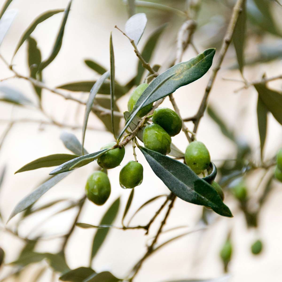Olive Trees Olivträd - Olea Europaea - Höjd 80-90Cm - ⌀19Cm