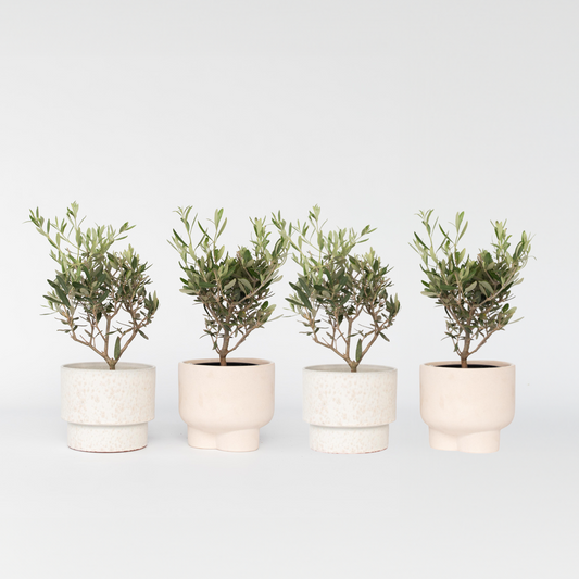 Florastore Olivbuske - Set Om 4 - Olea Europaea - Höjd 25-40Cm - ⌀14Cm