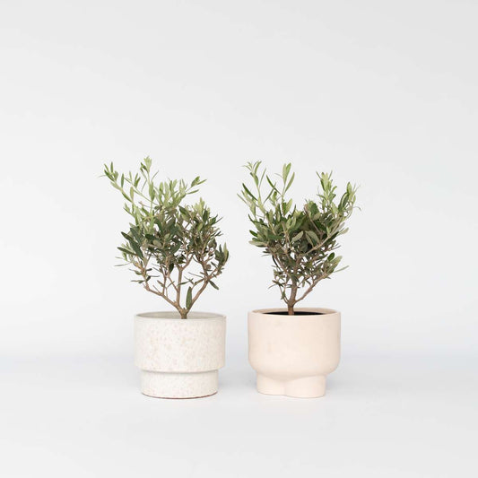 Florastore Olivbuske - Set Om 2 - Olea Europaea - Höjd 25-40Cm - ⌀14Cm