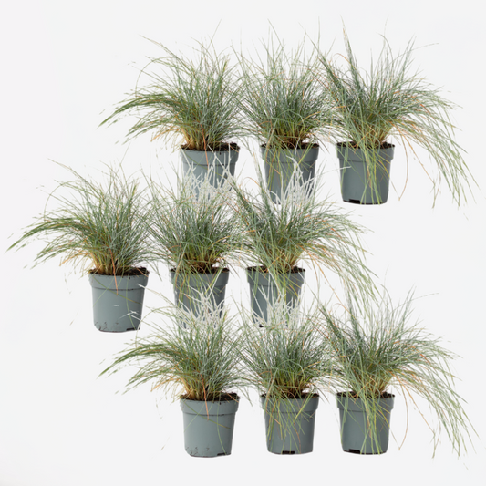 Florastore Blåsvingel - Set Om 9 - Festuca Glauca 'Elijah Blue' - Höjd 10-15Cm - ⌀9Cm