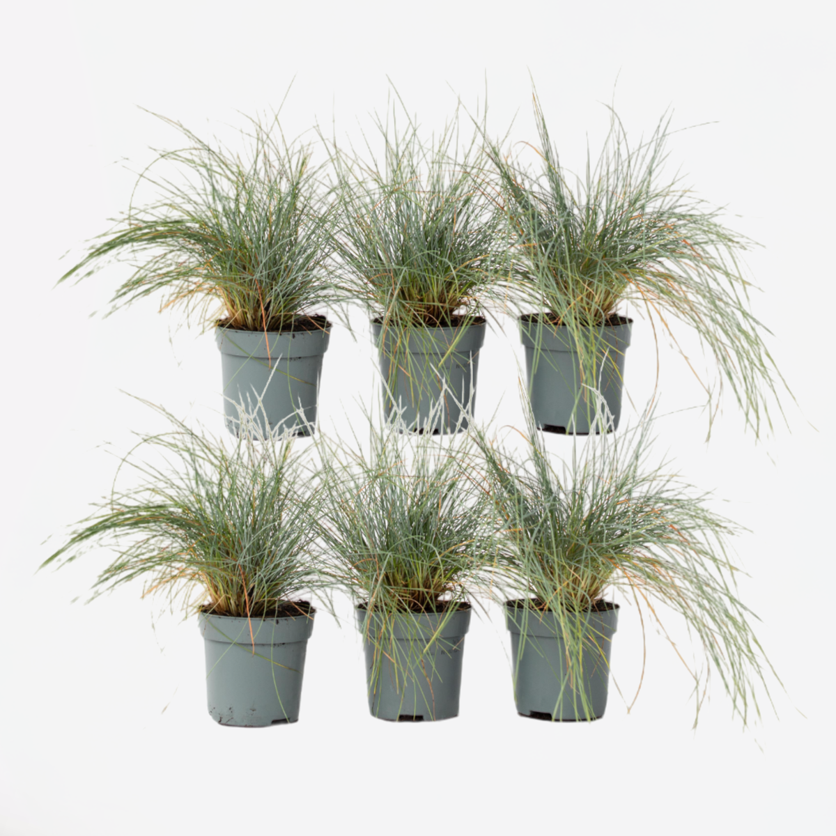 Florastore Blåsvingel - Set Om 6 - Festuca Glauca 'Elijah Blue' - Höjd 10-15Cm - ⌀9Cm