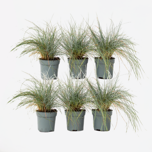 Florastore Blåsvingel - Set Om 6 - Festuca Glauca 'Elijah Blue' - Höjd 10-15Cm - ⌀9Cm