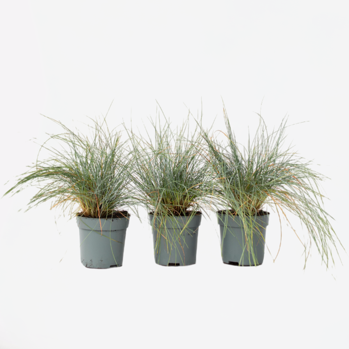 Florastore Blåsvingel - Set Om 3 - Festuca Glauca 'Elijah Blue' - Höjd 10-15Cm - ⌀9Cm