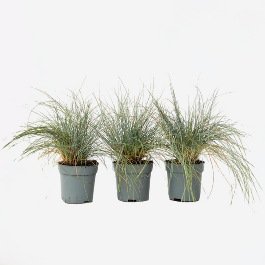 Florastore Blåsvingel - Set Om 3 - Festuca Glauca 'Elijah Blue' - Höjd 10-15Cm - ⌀9Cm
