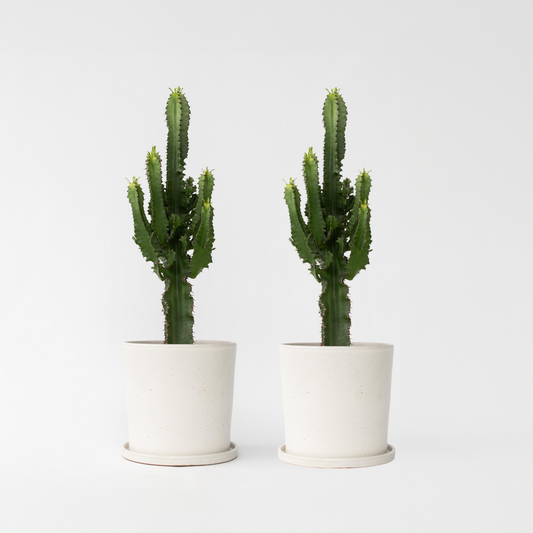 Florastore Kaktuseuforbia - Set Om 2 - Euphorbia Ingens - Höjd 50-60Cm - ⌀17Cm