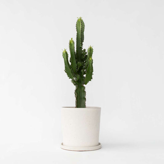 Florastore Kaktuseuforbia - Euphorbia Ingens - Höjd 50-60Cm - ⌀17Cm