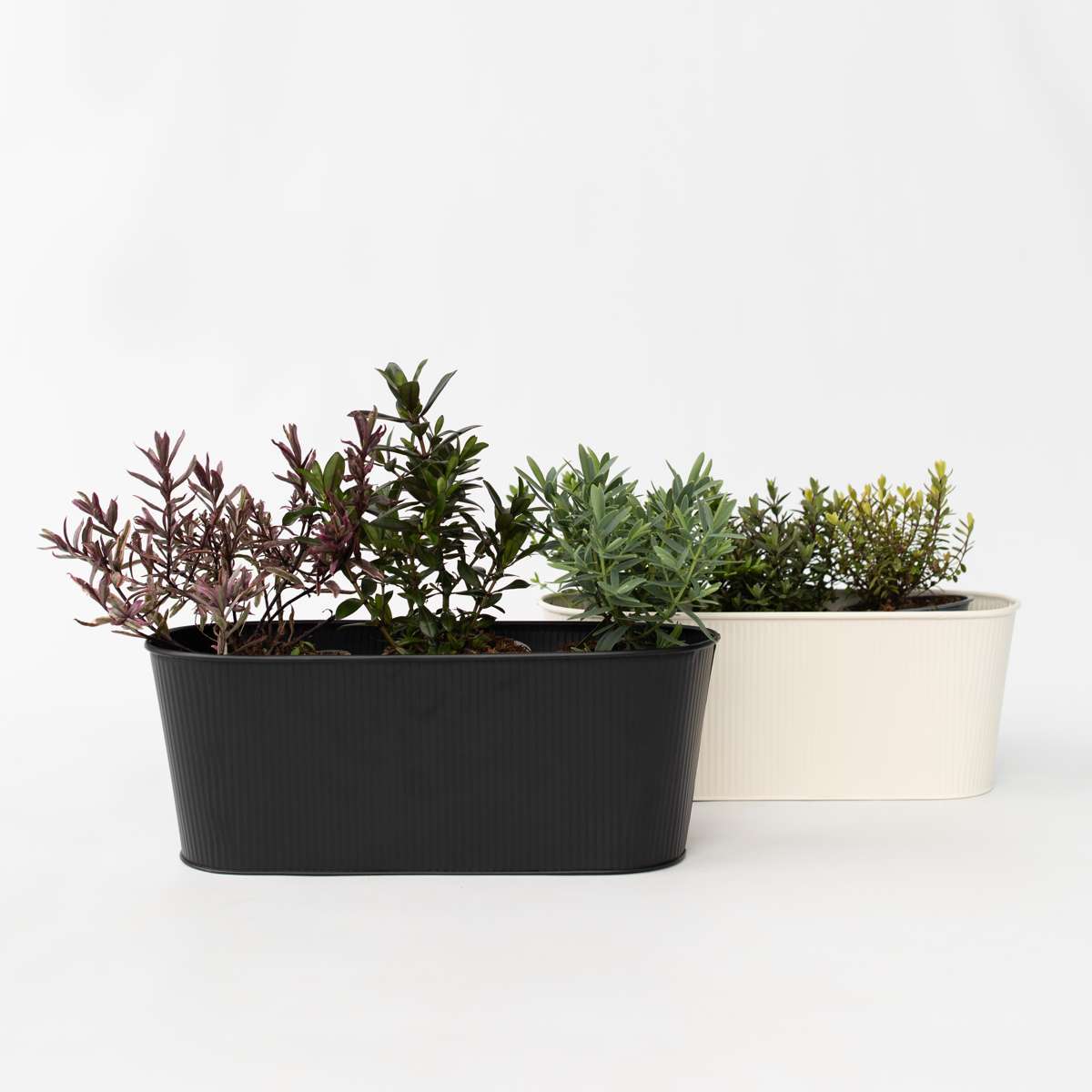 Florastore Veronikas - Set Om 6 - Hebe Pinguifolia - Höjd 15-20Cm - ⌀10,5Cm