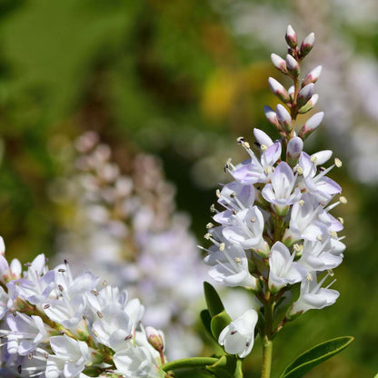 Other Shrubs Veronikas - Set Om 6 - Hebe Pinguifolia - Höjd 15-20Cm - ⌀10,5Cm