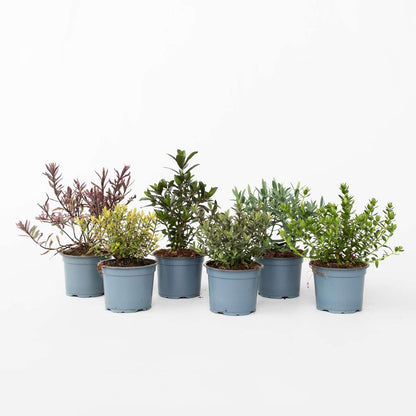 Other Shrubs Veronikas - Set Om 6 - Hebe Pinguifolia - Höjd 15-20Cm - ⌀10,5Cm
