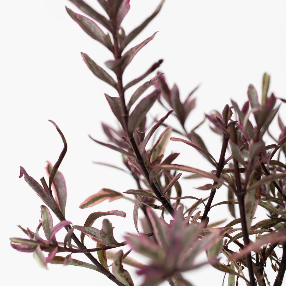 Other Shrubs Veronikas - Set Om 6 - Hebe Pinguifolia - Höjd 15-20Cm - ⌀10,5Cm