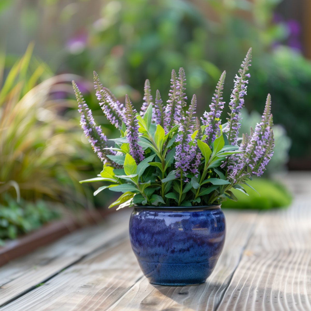 Other Shrubs Veronikas - Set Om 6 - Hebe Pinguifolia - Höjd 15-20Cm - ⌀10,5Cm