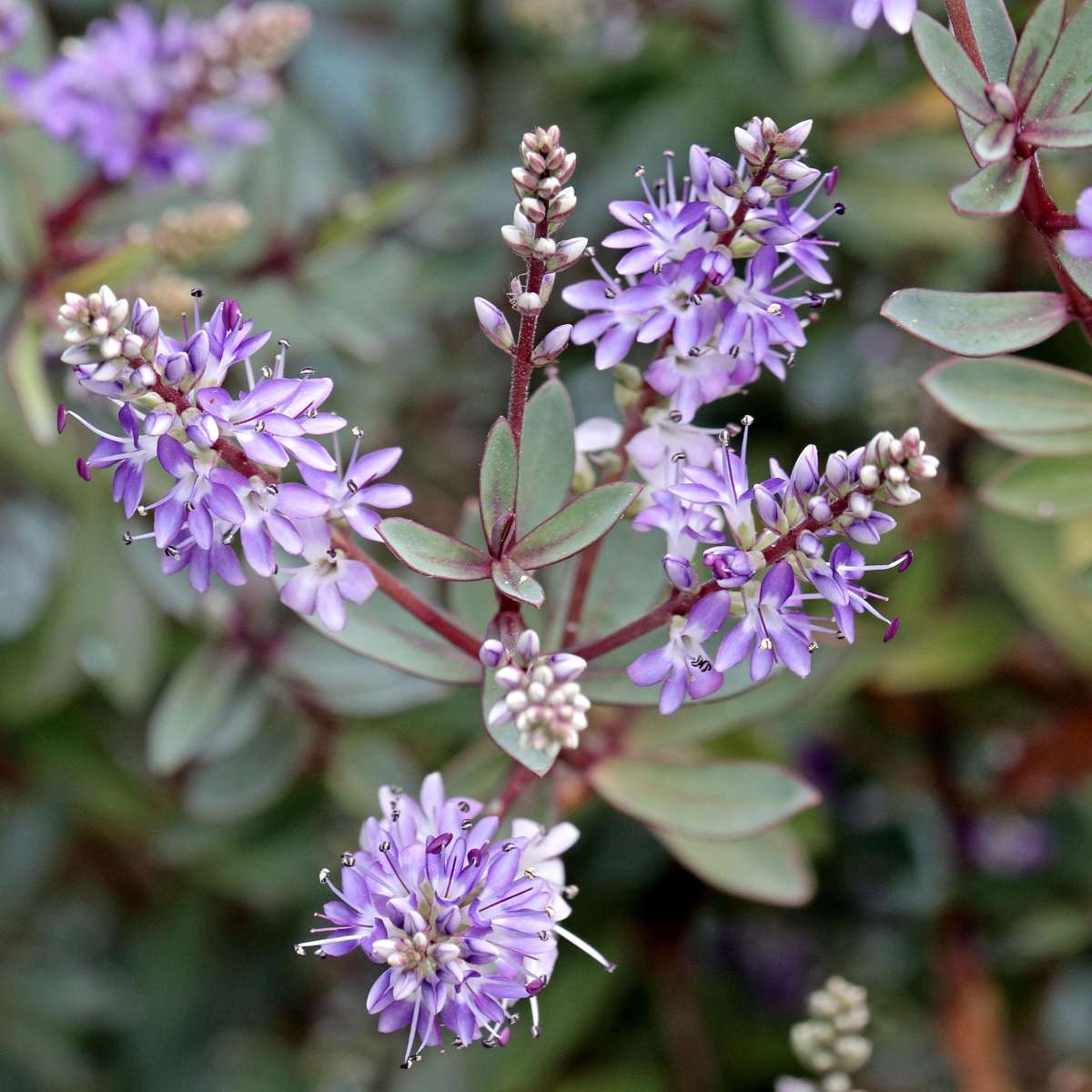 Other Shrubs Veronikas - Set Om 6 - Hebe Pinguifolia - Höjd 15-20Cm - ⌀10,5Cm