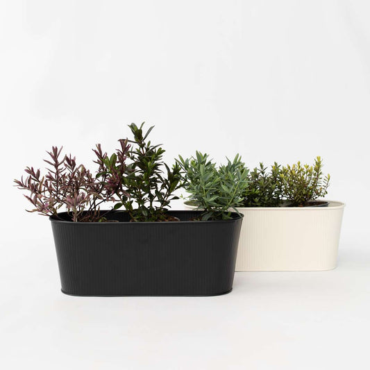Florastore Veronikas - Set Om 12 - Hebe Pinguifolia - Höjd 15-20Cm - ⌀10,5Cm