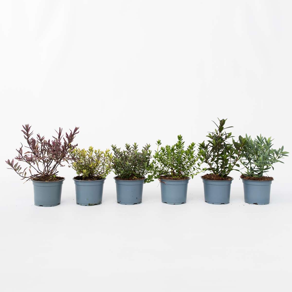 Out Of Category Garden Plants Veronikas - Set Om 12 - Hebe Pinguifolia - Höjd 15-20Cm - ⌀10,5Cm