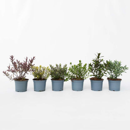 Out Of Category Garden Plants Veronikas - Set Om 12 - Hebe Pinguifolia - Höjd 15-20Cm - ⌀10,5Cm