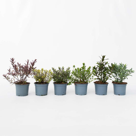 Out Of Category Garden Plants Veronikas - Set Om 12 - Hebe Pinguifolia - Höjd 15-20Cm - ⌀10,5Cm