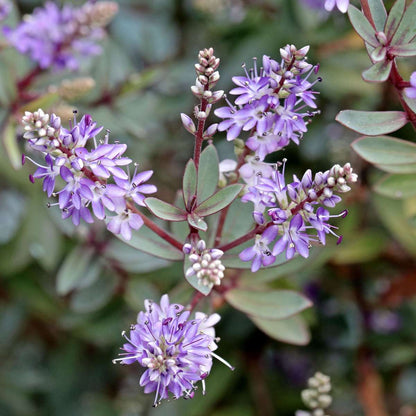 Out Of Category Garden Plants Veronikas - Set Om 12 - Hebe Pinguifolia - Höjd 15-20Cm - ⌀10,5Cm