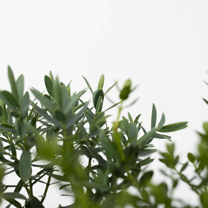 Out Of Category Garden Plants Veronikas - Set Om 12 - Hebe Pinguifolia - Höjd 15-20Cm - ⌀10,5Cm