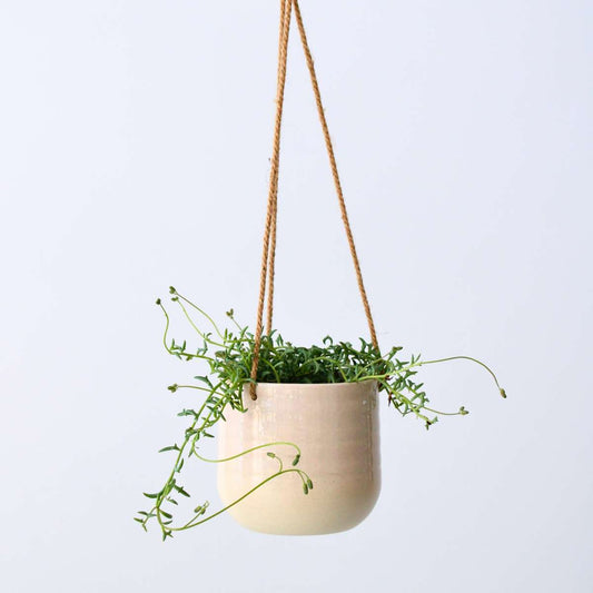 Florastore Delfinväxt - Senecio Peregrinus - Höjd 10-20Cm - ⌀12Cm