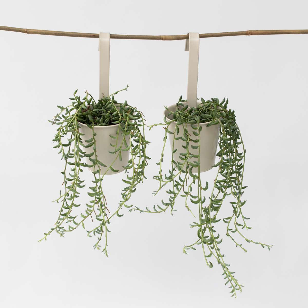Florastore Banansnöre - Set Om 2 - Senecio Radicans - Höjd 10-20Cm - ⌀12Cm