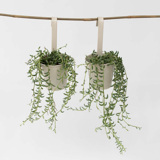 Florastore Banansnöre - Set Om 2 - Senecio Radicans - Höjd 10-20Cm - ⌀12Cm