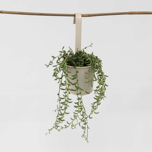 Hanging Plants Banansnöre - Senecio Radicans - Höjd 10-20Cm - ⌀12Cm