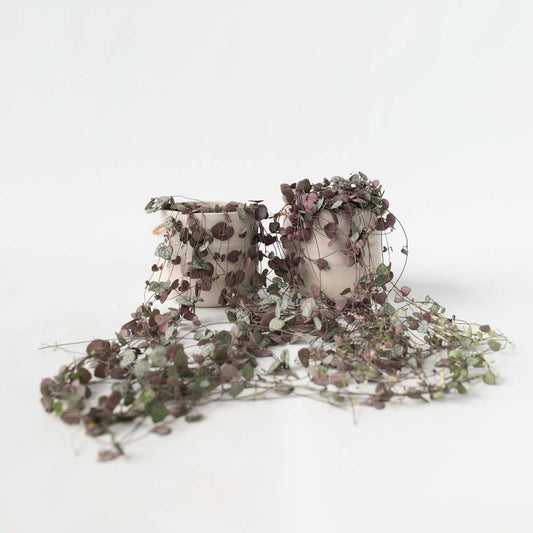 Florastore Hjärtan På Tråd - Set Om 2 - Ceropegia Linearis Woodii - Höjd 20-30Cm - ⌀14Cm