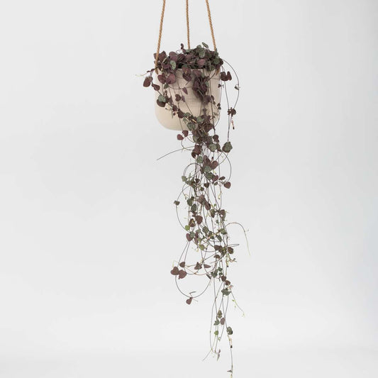 Florastore Hjärtan På Tråd - Ceropegia Linearis Woodii - Höjd 20-30Cm - ⌀14Cm
