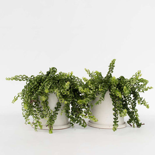Florastore Läppstiftblomma - Set Om 2 - Aeschynanthus Pulcher - Höjd 20-30Cm - ⌀15Cm