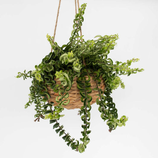 Florastore Läppstiftblomma - Aeschynanthus Pulcher - Höjd 20-30Cm - ⌀15Cm
