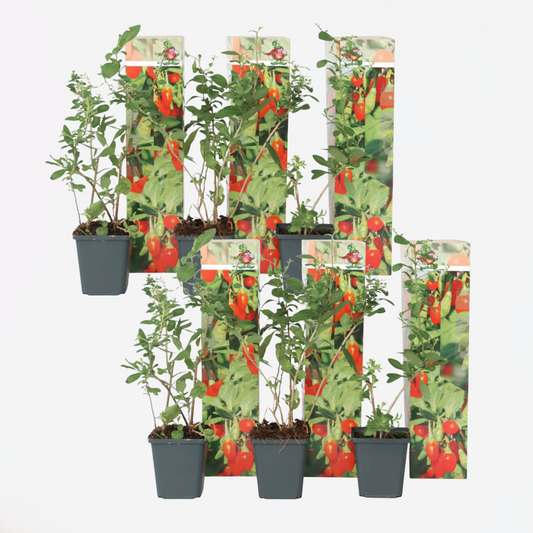 Florastore Goji Bär - Set Om 6 - Lycium Barbarum - Höjd 25-40Cm - ⌀9Cm