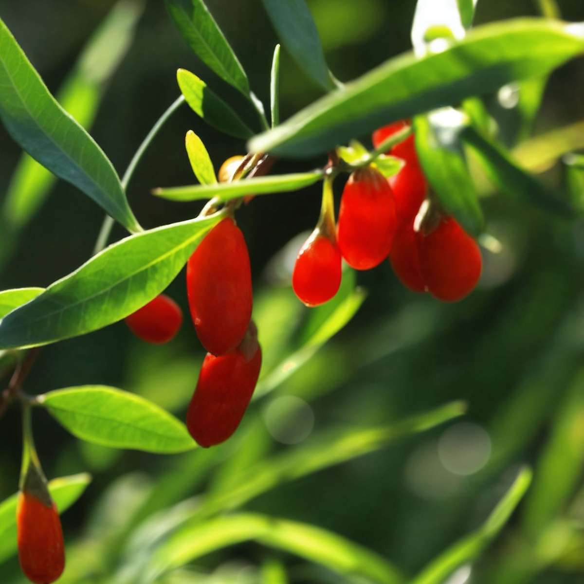 Out Of Category Garden Plants Goji Bär - Set Om 6 - Lycium Barbarum - Höjd 25-40Cm - ⌀9Cm