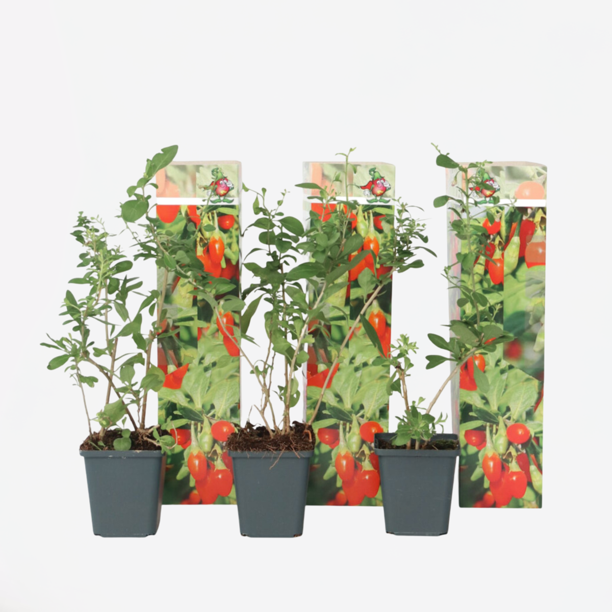 Fruit Trees Goji Bär - Set Om 3 - Lycium Barbarum - Höjd 25-40Cm - ⌀9Cm