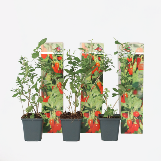 Fruit Trees Goji Bär - Set Om 3 - Lycium Barbarum - Höjd 25-40Cm - ⌀9Cm