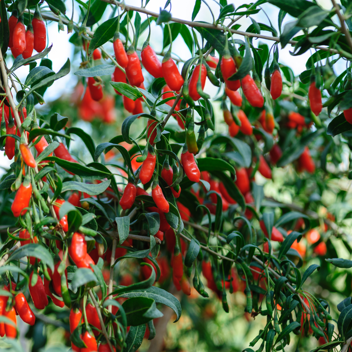 Fruit Trees Goji Bär - Set Om 3 - Lycium Barbarum - Höjd 25-40Cm - ⌀9Cm