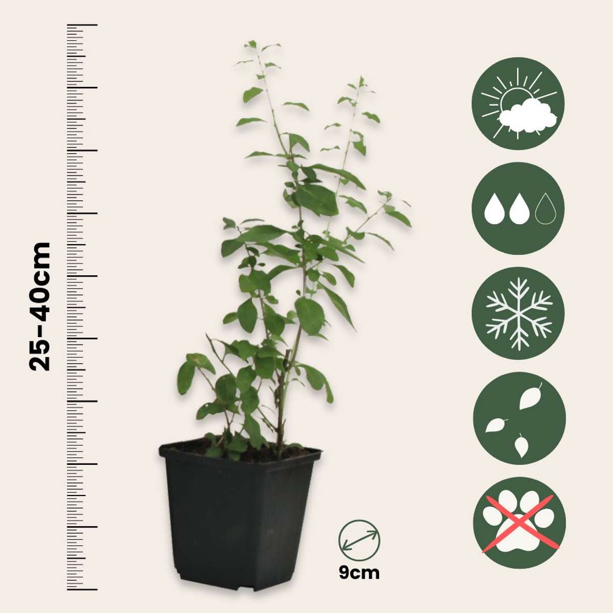 Fruit Trees Goji Bär - Set Om 3 - Lycium Barbarum - Höjd 25-40Cm - ⌀9Cm