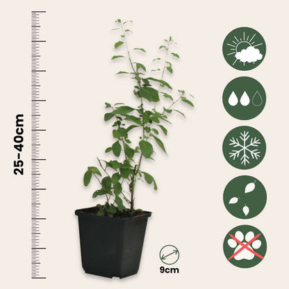 Fruit Trees Goji Bär - Set Om 3 - Lycium Barbarum - Höjd 25-40Cm - ⌀9Cm