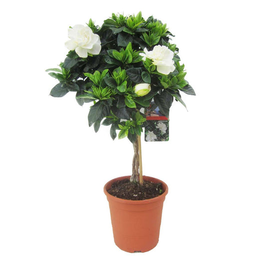 Florastore Kapjasmin - Gardenia Jasminoides - Höjd 50-60Cm - ⌀19Cm