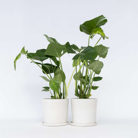 Florastore Hålväxt - Set Om 2 - Monstera Deliciosa - Höjd 50-60Cm - ⌀17Cm