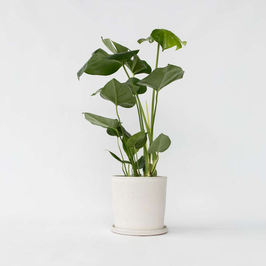 Florastore Hålväxt - Monstera Deliciosa - Höjd 50-60Cm - ⌀17Cm