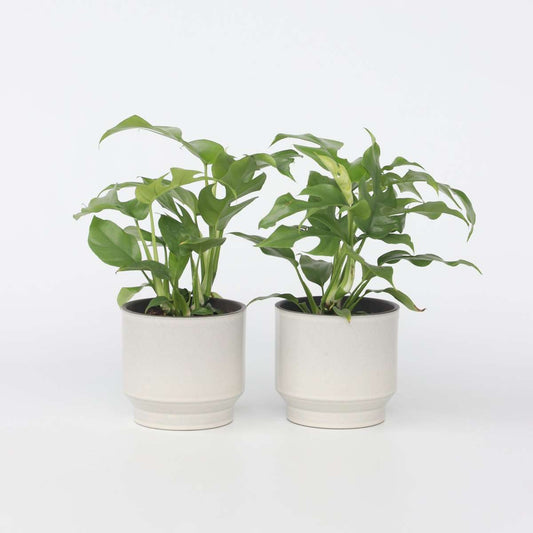 Florastore Hålväxt - Set Om 2 - Rhaphidophora Tetrasperma - Höjd 20-30Cm - ⌀12Cm