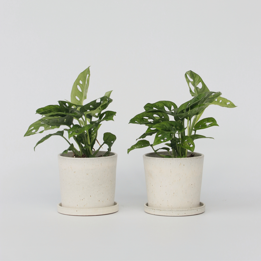Florastore Hålväxt - Set Om 2 - Monstera Adansonii 'Monkey Mask' - Höjd 25-30Cm - ⌀12Cm