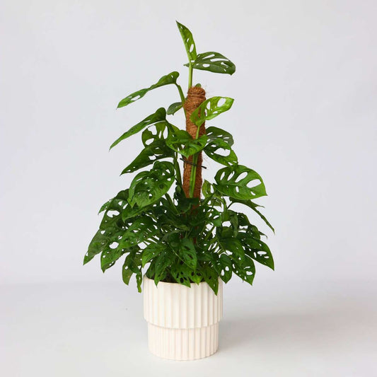 Florastore Hålväxt - Monstera Adansonii 'Monkey Mask' - Höjd 60-70Cm - ⌀16Cm