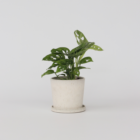 Florastore Hålväxt - Monstera Adansonii 'Monkey Mask' - Höjd 25-30Cm - ⌀12Cm